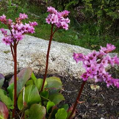 Bergenia 'Morgenrote' syn. Bergenia 'Morning Red'