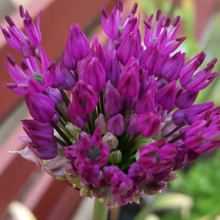 plant image 415102