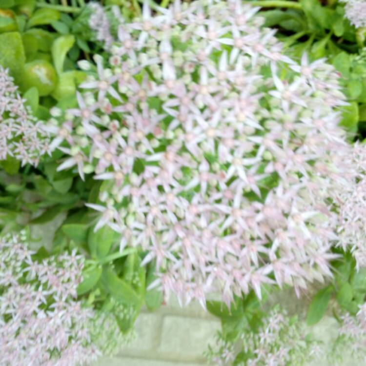 plant image 548184