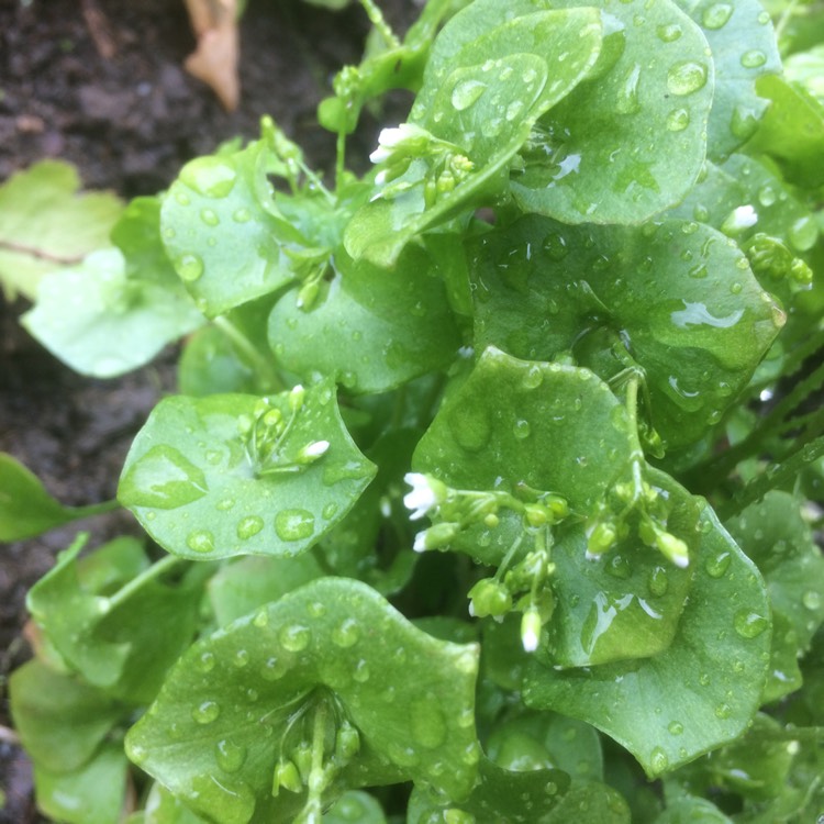 plant image 422359