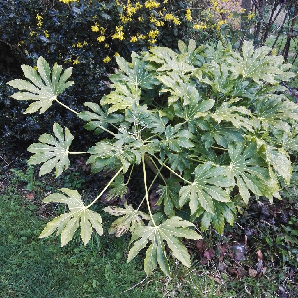 Japanese Aralia