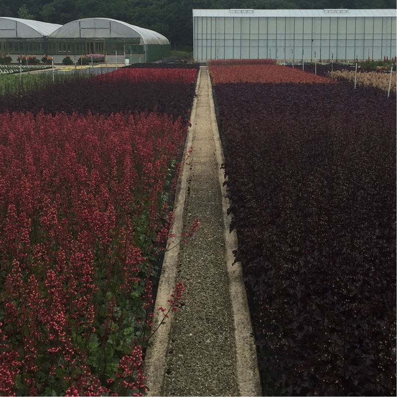 Michael's garden
