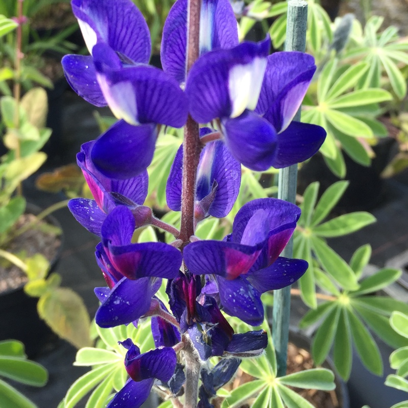 Blue Lupine