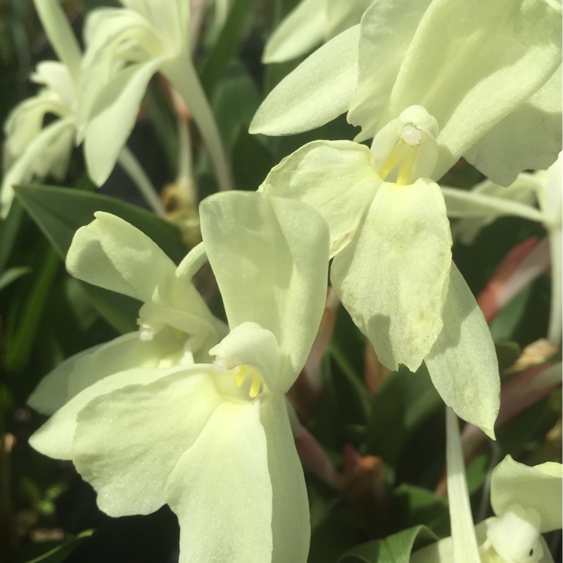 Roscoea