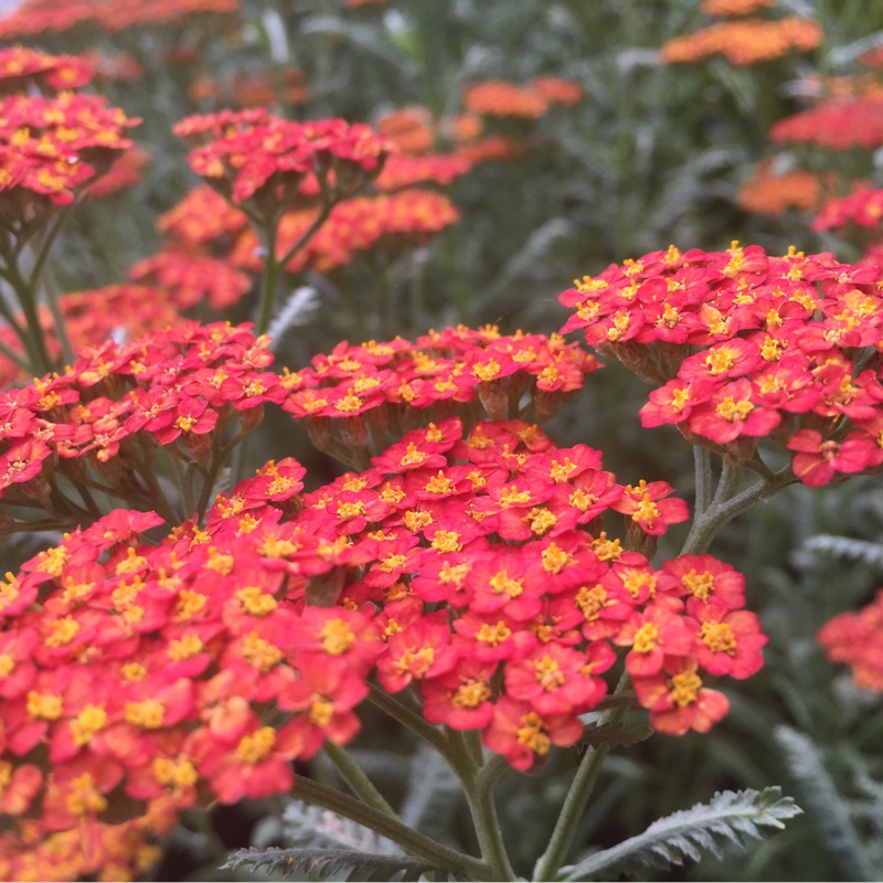 Yarrow 'Walther Funcke'