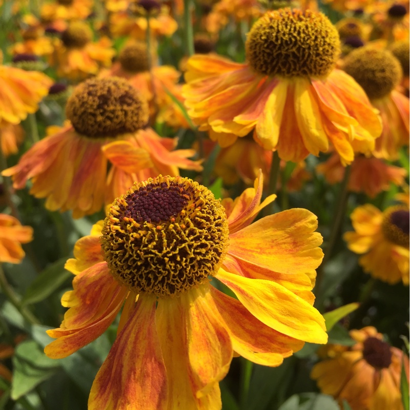 Sneezeweed 'Wyndley'