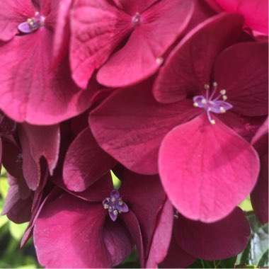 Hydrangea 'Mervine Sanguine'
