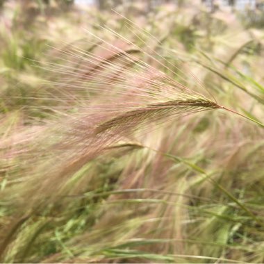 Foxtail Barley