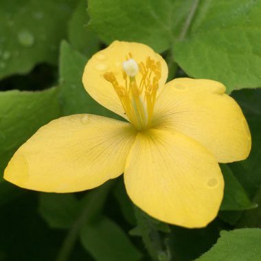 michaelhortus's plant