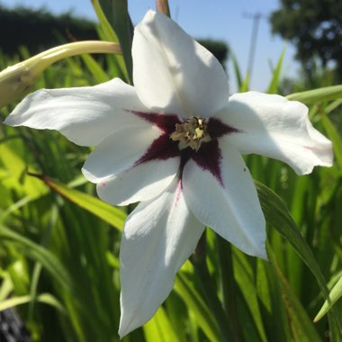 Gladioli (Species) Abyssinian Gladiolus