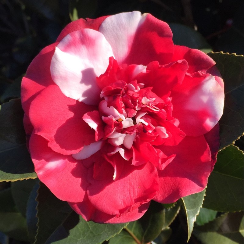 Plant image Camellia japonica 'General Colletti'