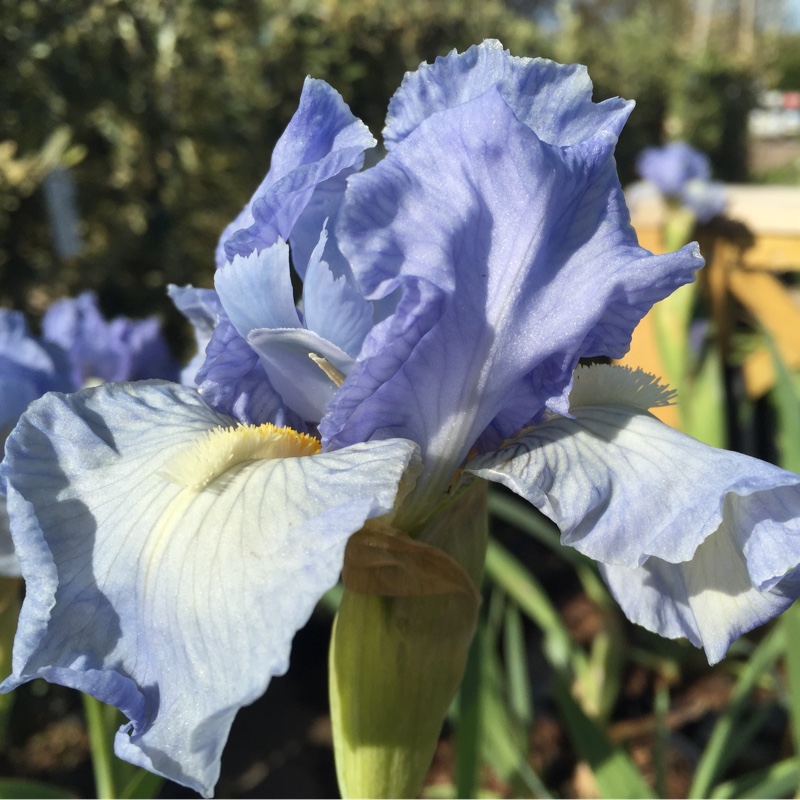 Plant image Iris x germanica 'Bel Azur'