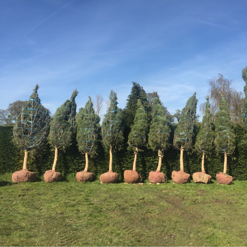 Aleppo Pine