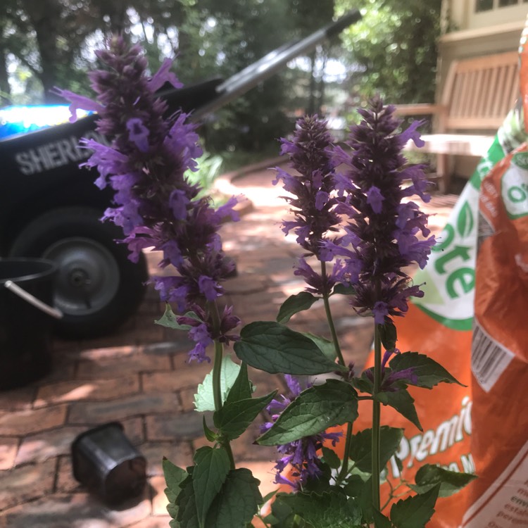 Plant image Agastache 'Blue Boa'