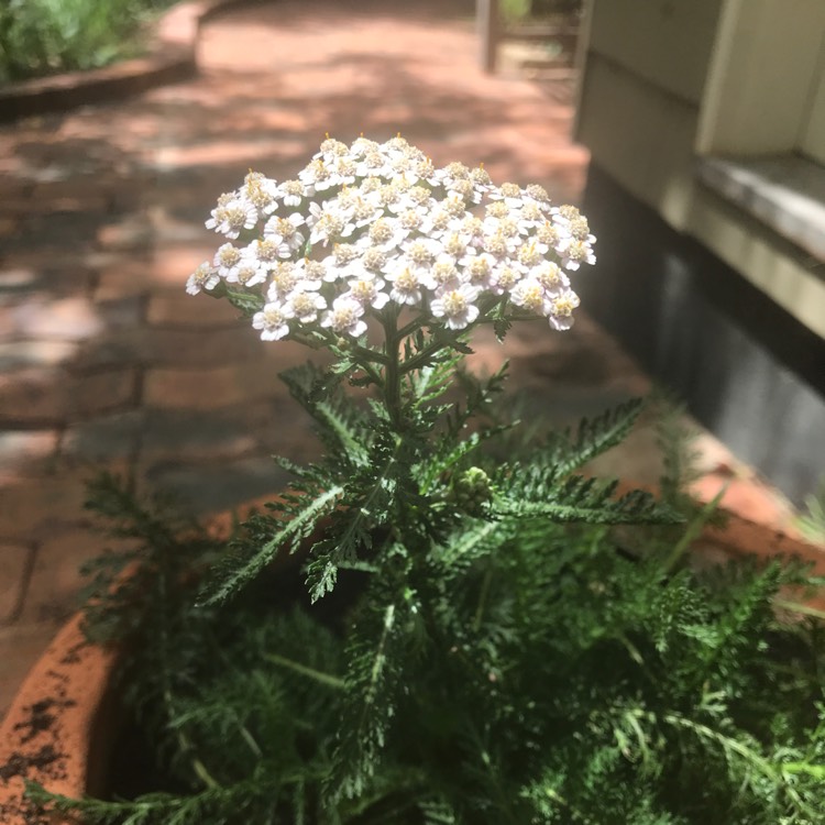 Plant image Achillea millefolium 'Lilac Beauty'