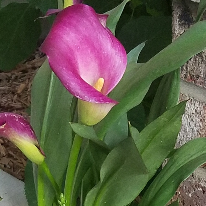 plant image 451013