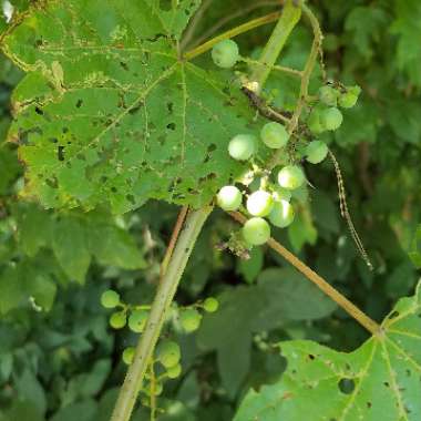 Vitis