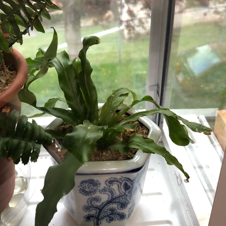 Plant image Asplenium Manila