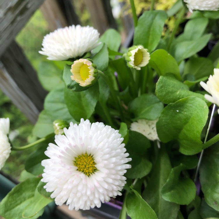 Plant image Bellis