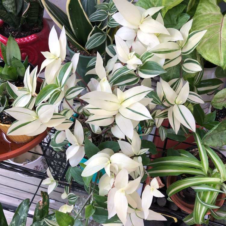 Plant image Tradescantia fluminensis 'Variegata'