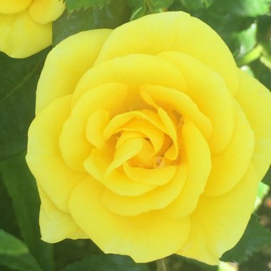 Rose (Hybrid Tea)