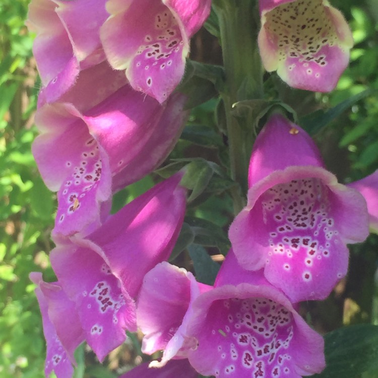 plant image 433951