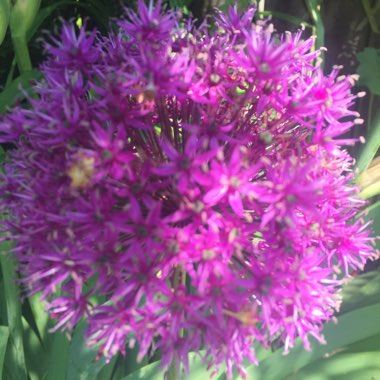 Allium 'Purple Sensation'