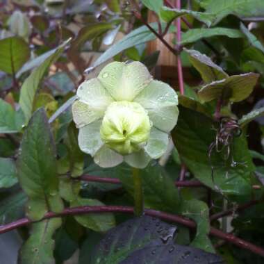Cup and Saucer Vine