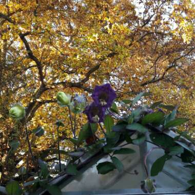 Michelle's garden