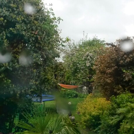 Michelle's garden