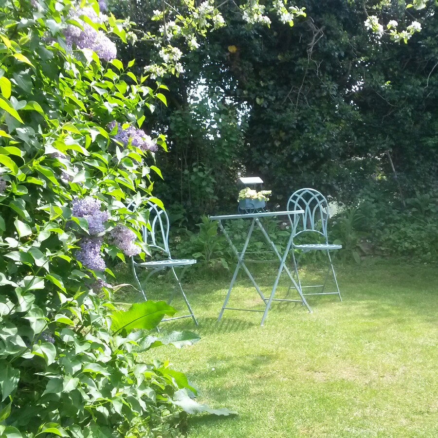 Michelle's garden