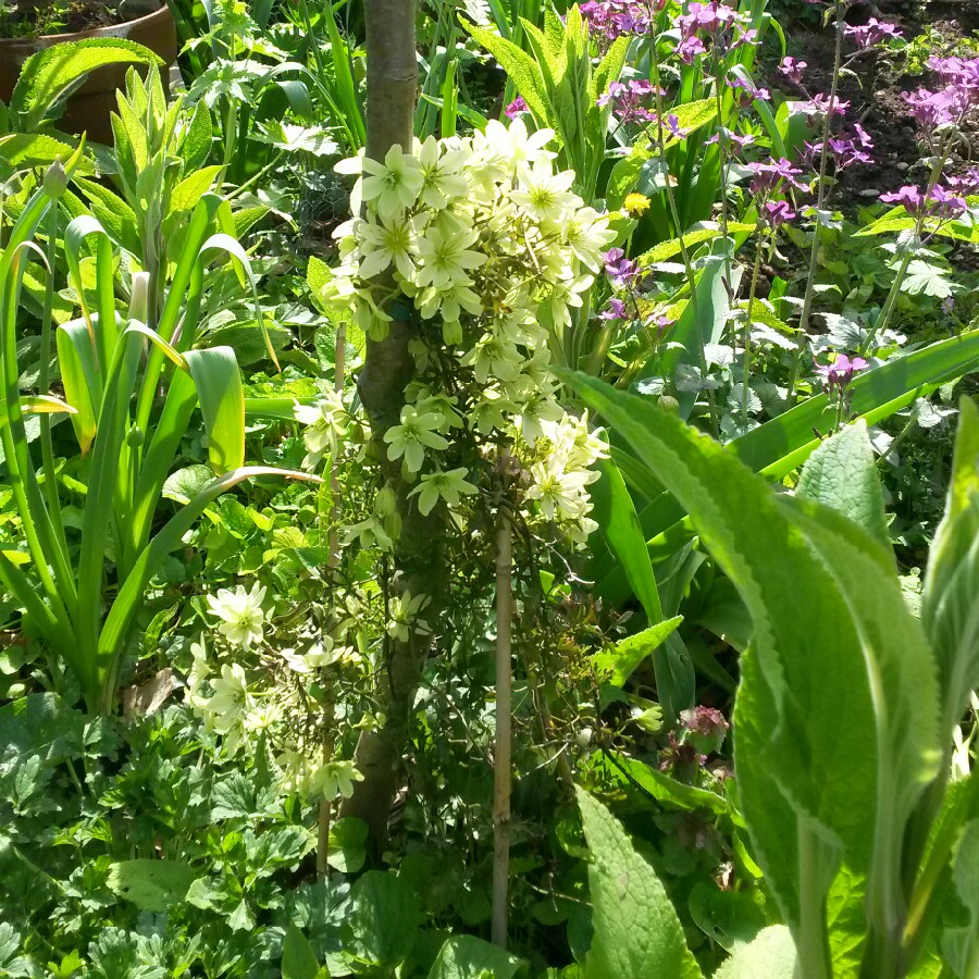 Clematis 'Pixie'