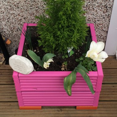 Marie Ree's garden
