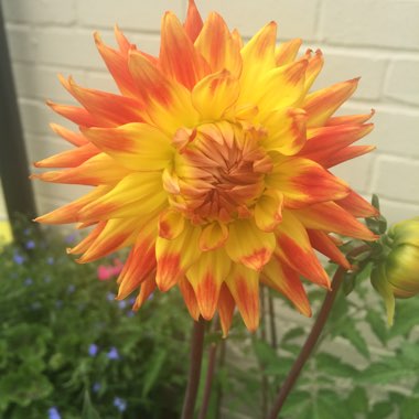 Marie Ree's garden