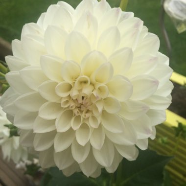 Marie Ree's garden