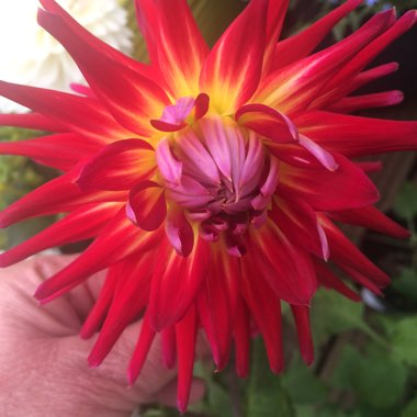 Marie Ree's garden