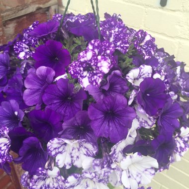 Marie Ree's garden