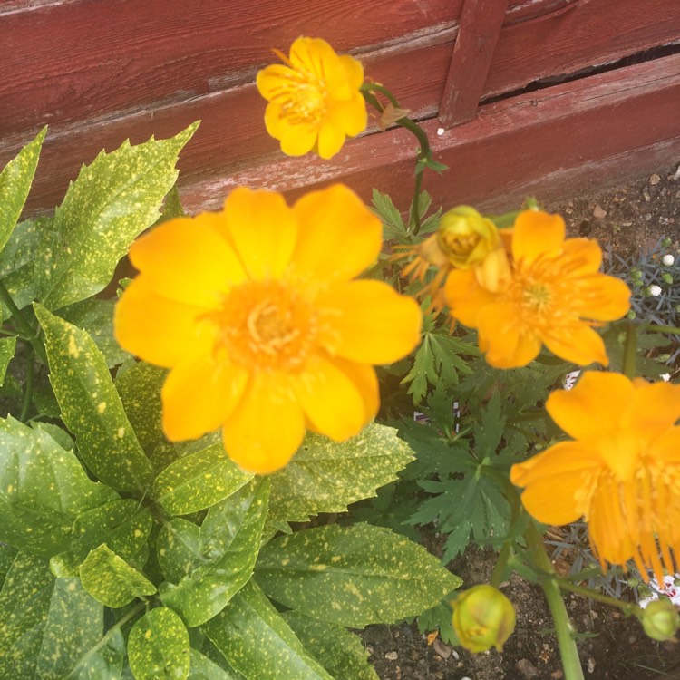 Plant image Trollius chinensis 'Golden Queen'
