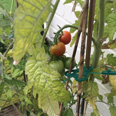 Marie Ree's garden