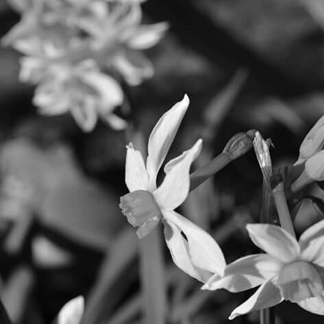 plant image 228964