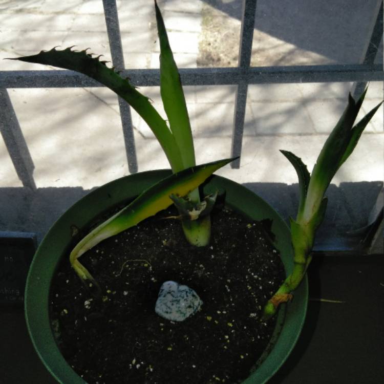 Plant image Agave americana 'Variegata'