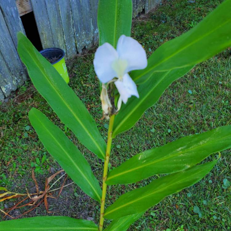 Plant image Hedychium coronarium