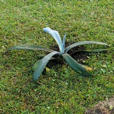 Agave Americana