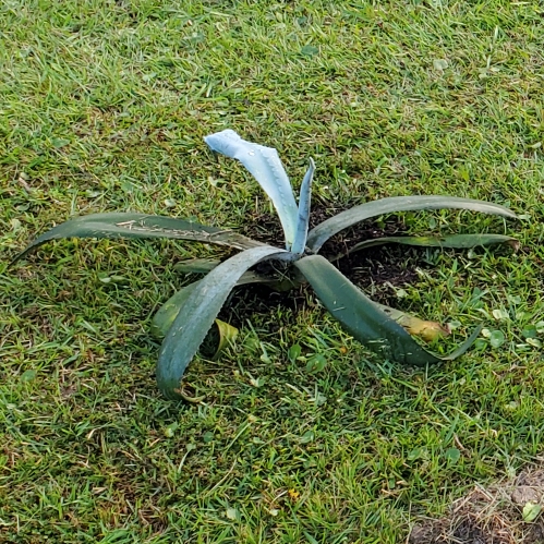 plant image 1412921