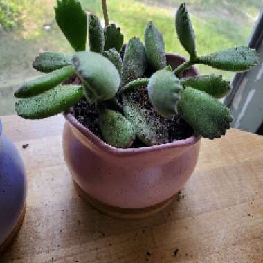 Cotyledon tomentosa