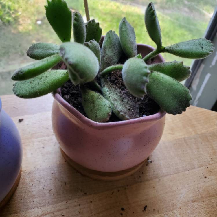 plant image 1413444