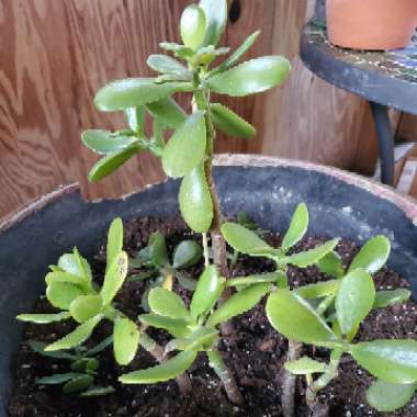 Crassula ovata syn. Crassula argentea, Crassula portulacea,Crassula obliqua,Crassula articulata,Crassula nitida,Crassula lucens.