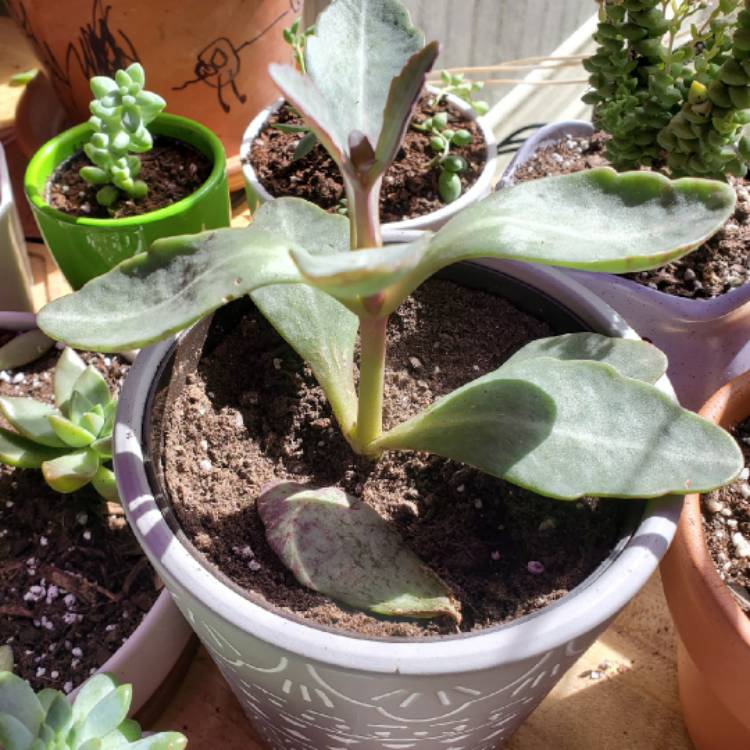 Plant image Kalanchoe Humilis