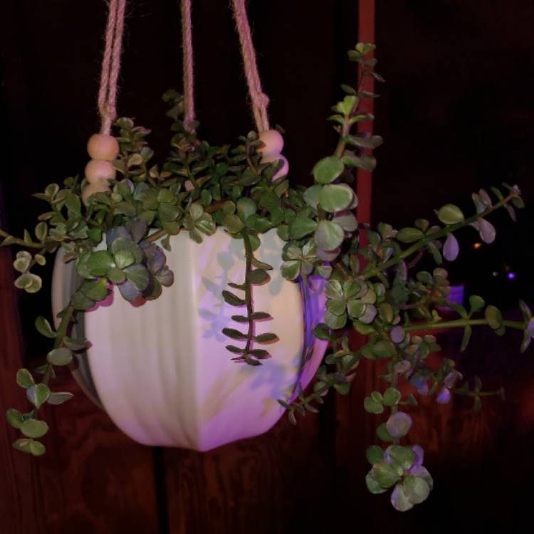 plant image 1414149
