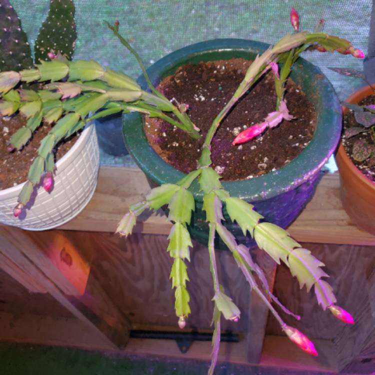 plant image 1416010 plant image 1416010